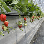 姫路ハートフル観光農園 - 