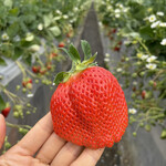 姫路ハートフル観光農園 - 