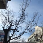 ラーメン二郎 - 早く咲いてほしいなぁ