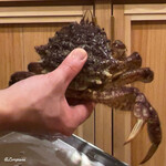 御料理 寺沢 - 活けの栗蟹