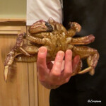 御料理 寺沢 - 活けの栗蟹