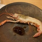 鮨 ENJI - 横須賀長井　アカザエビ