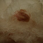 慈げん - 桜ちゃん