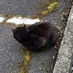 LAWSON 箱根湯本店 - ミャウリンガル（TAKARAトミー製）がなくても会話できる私