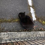 LAWSON 箱根湯本店 - にじり寄って座り込む黒猫