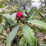 イチリン ハナレ - 玄関脇に咲いていたレアな赤花シャクナゲ：初めて見ました...