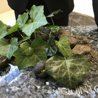 クイントカント - 