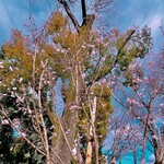 飛行船スタイル 南條 - 十月桜