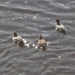 ホワイト餃子 - 天白川を渡りお店に向かう経路