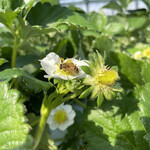 姫路ハートフル観光農園 - 