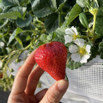 姫路ハートフル観光農園 - 