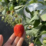 姫路ハートフル観光農園 - 