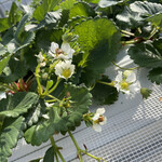 姫路ハートフル観光農園 - 