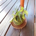 シャンティ - 玄関前、外のテーブル席には植物も。