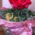 ケル シャンス - 鮮やかな赤色が目につきます