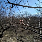 さかなどころ ともさき - 