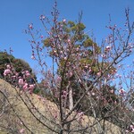 さかなどころ ともさき - 