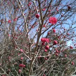 さかなどころ ともさき - 