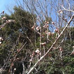 さかなどころ ともさき - 