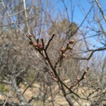 さかなどころ ともさき - 