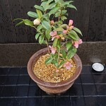 日本橋蛎殻町 すぎた - 外観