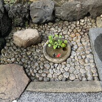 石ばし - 猫が相手にしない金魚