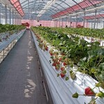 花立山ファーム - ハウス内