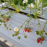 花立山ファーム - いちご
