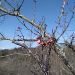 タイ料理 メーパオ - 