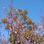 タイ料理 メーパオ - 