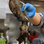 さんま黒焦げ食堂 - アオリイカ