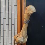 一条流がんこ総本家分家四谷荒木町 - 