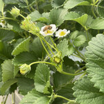 姫路ハートフル観光農園 - 