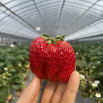 姫路ハートフル観光農園 - 