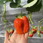 姫路ハートフル観光農園 - 