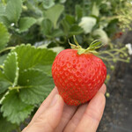 姫路ハートフル観光農園 - 