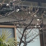 伊藤家のつぼ - 梅が 咲いてます