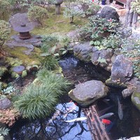 料理旅館・天ぷら吉川 - 庭には濃いが沢山　鷺がつまみに来るとか・・