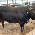 麤皮 - 岡崎牧場で肥育されている麤皮専用の牛は１マスに１頭のみ肥育されている。（通常４頭～５頭）多頭マスによるストレス緩和のため。（ストレスを与えるとアミノ酸が減少する。）