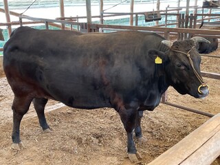 麤皮 - 岡崎牧場で肥育されている麤皮専用の牛は１マスに１頭のみ肥育されている。（通常４頭～５頭）多頭マスによるストレス緩和のため。（ストレスを与えるとアミノ酸が減少する。）