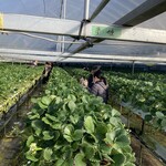 青蓮寺湖ぶどう組合 - 温室は結構広い