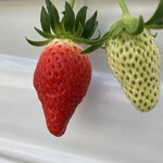 青蓮寺湖ぶどう組合 山ゆり案内所 - 真っ赤ですね