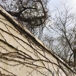 俺のラーメン あっぱれ屋 - 