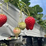 青蓮寺湖ぶどう組合 山ゆり案内所 - たくさん実ってました