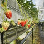 青蓮寺湖ぶどう組合 山ゆり案内所 - 高設ベット式栽培です