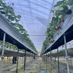 青蓮寺湖ぶどう組合 - でも座ったらどれが赤いかわかりやすかった