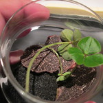 フロリレージュ - トリュフたくさん～