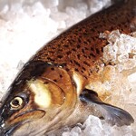 NEMOTO.LABO - 信州サーモン