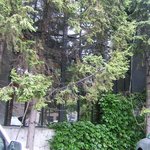 Cafe倫敦館 - 植物園のそばなので、カウンター横の木の枝に綺麗な野鳥がやって来たりします。