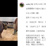 蒼 - 当日食べた牛が生きてる時の動画を見た